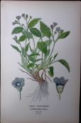 Venus Navelwort Edward Step Rare Antique Botanical Book Plate-193