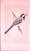 White Wagtail Bird- Rev Morris First Edition Antique Woodblock Engraving-134