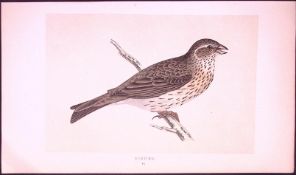 Bunting Rev Morris First Edition Antique Woodblock Engraving-150