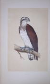 Osprey Bird- Rev Morris First Edition Antique Woodblock Engraving-6