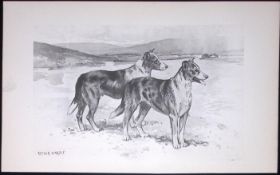 Collies Smoothed-Coated Antique Book Plate Rawdon Lee Modern Dogs 1894-7