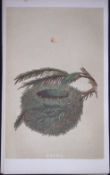 Rev Morris Goldcrest Bird Nest & Egg Antique Woodblock Engraving-64