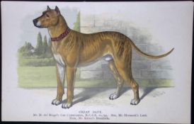 Great Dane British Dogs by Hugh Dalziel 1889 Antique Coloured Book Plate-11