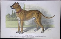 Great Dane British Dogs by Hugh Dalziel 1889 Antique Coloured Book Plate-11