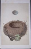 Rev Morris Blackbird Bird Nest & Egg Antique Woodblock Engraving-35