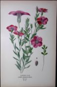 Garden Flax Edward Step Rare Antique Botanical Book Plate-52