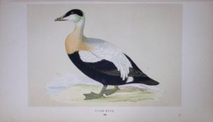 Eider Duck Bird- Rev Morris First Edition Antique Woodblock Engraving-93