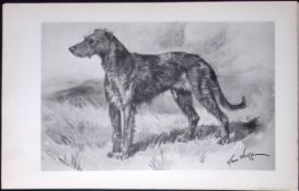 Irish Wolfhound Antique Book Plate Rawdon Lee Modern Dogs 1893-32