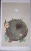 Rev Morris Wren Bird Nest & Egg Antique Woodblock Engraving-71