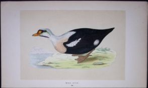 King Duck Bird- Rev Morris First Edition Antique Woodblock Engraving-95
