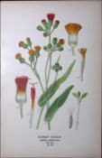 Scarlet Cacalia Edward Step Rare Antique Botanical Book Plate-154