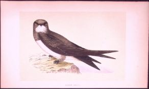 Alpine Swift Bird- Rev Morris First Edition Antique Woodblock Engraving-128