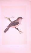 Spotted-Flycatcher Bird- Rev Morris First Edition Antique Woodblock Engraving-44