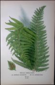Prickly Shield-Fern Edward Step Rare Antique Botanical Book Plate-304