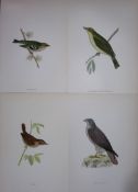 Job-Lot Rev Morris History of British Birds 130 Yrs-Old Antique Engravings-17