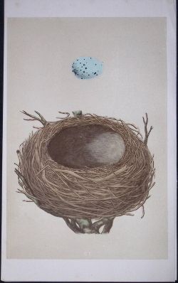 Rev Morris Thrush Bird Nest & Egg Antique Woodblock Engraving-33