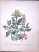 Rare 165-Yr-Old Antique Wildflower Gilt-Edged Illustration Jane Webb Loudon-51-A