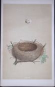 Rev Morris Lesser Whitethroat Bird Nest & Egg Antique Woodblock Engraving-66