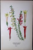Australian Heath Edward Step Rare Antique Botanical Book Plate-167