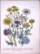 Rare 165-Yr-Old Antique Wildflower Gilt-Edged Illustration Jane Webb Loudon-42-A