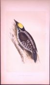 Three Toad Woodpecker Bird- Rev Morris First Edition Antique Woodblock Engraving-122
