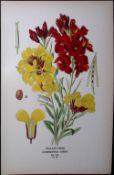 Wallflower Edward Step Rare Antique Botanical Book Plate-23