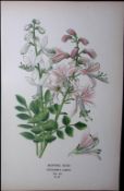 Burning Bush Edward Step Rare Antique Botanical Book Plate-61