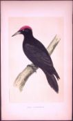 Black Woodpecker Bird- Rev Morris First Edition Antique Woodblock Engraving-117