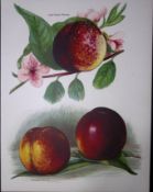 Nectarines Lord Napier, Humboldt, Dryden, Antique Mary Rivers Fruit Illustration-20.