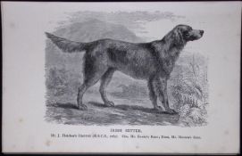 Irish Red Setter British Dogs by Hugh Dalziel 1889 Antique Book Plate-31