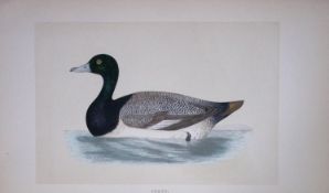 Scaup Duck Bird- Rev Morris First Edition Antique Woodblock Engraving-114