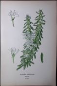 Creeping Boobialla Edward Step Rare Antique Botanical Book Plate-218
