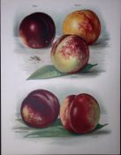 Peaches Milton, Victoria, Goldoni, Stanwick Elruge, Newton, Antique Mary Rivers Illustration-19.