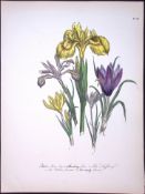 Rare 165-Yr-Old Antique Wildflower Gilt-Edged Illustration Jane Webb Loudon-54.