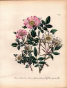 Rare 165-Yr-Old Antique Wildflower Gilt-Edged Illustration Jane Webb Loudon-34.