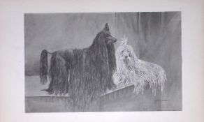 Corded Poodles Antique Book Plate Rawdon Lee Modern Dogs 1894-10