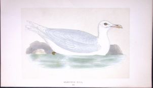 Glaucous Gull Bird- Rev Morris First Edition Antique Woodblock Engraving-211