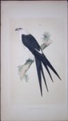 Swallow-Tailed Kite Bird- Rev Morris First Edition Antique Woodblock Engraving-11