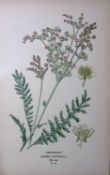 Dropwort Edward Step Rare Antique Botanical Book Plate-72