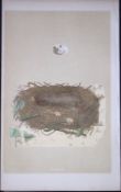 Rev Morris Orphean Warbler Bird Nest & Egg Antique Woodblock Engraving-78