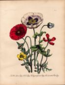 Rare 165-Yr-Old Antique Wildflower Gilt-Edged Illustration Jane Webb Loudon -6.