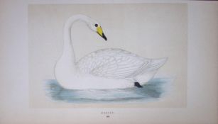 Hooper Swan Bird- Rev Morris First Edition Antique Woodblock Engraving-79