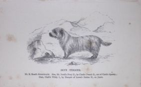 Skye Terrier British Dogs by Hugh Dalziel 1889 Antique Book Plate-59