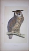 Eagle Owl Bird- Rev Morris First Edition Antique Woodblock Engraving-25