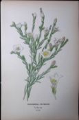 Broom Cup Flower Edward Step Rare Antique Botanical Book Plate-201