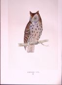 Mottled Owl Bird- Rev Morris First Edition Antique Woodblock Engraving-32a