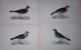 Job-Lot Rev Morris History of British Birds 130 Yrs-Old Antique Engravings-4