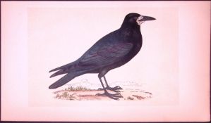 Rook Bird- Rev Morris First Edition Antique Woodblock Engraving-53