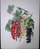 Currants Victoria, White Dutch, Black Naples, Antique Fruit Illustration-25