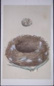 Rev Morris Missel Thrush Bird Nest & Egg Antique Woodblock Engraving-25
